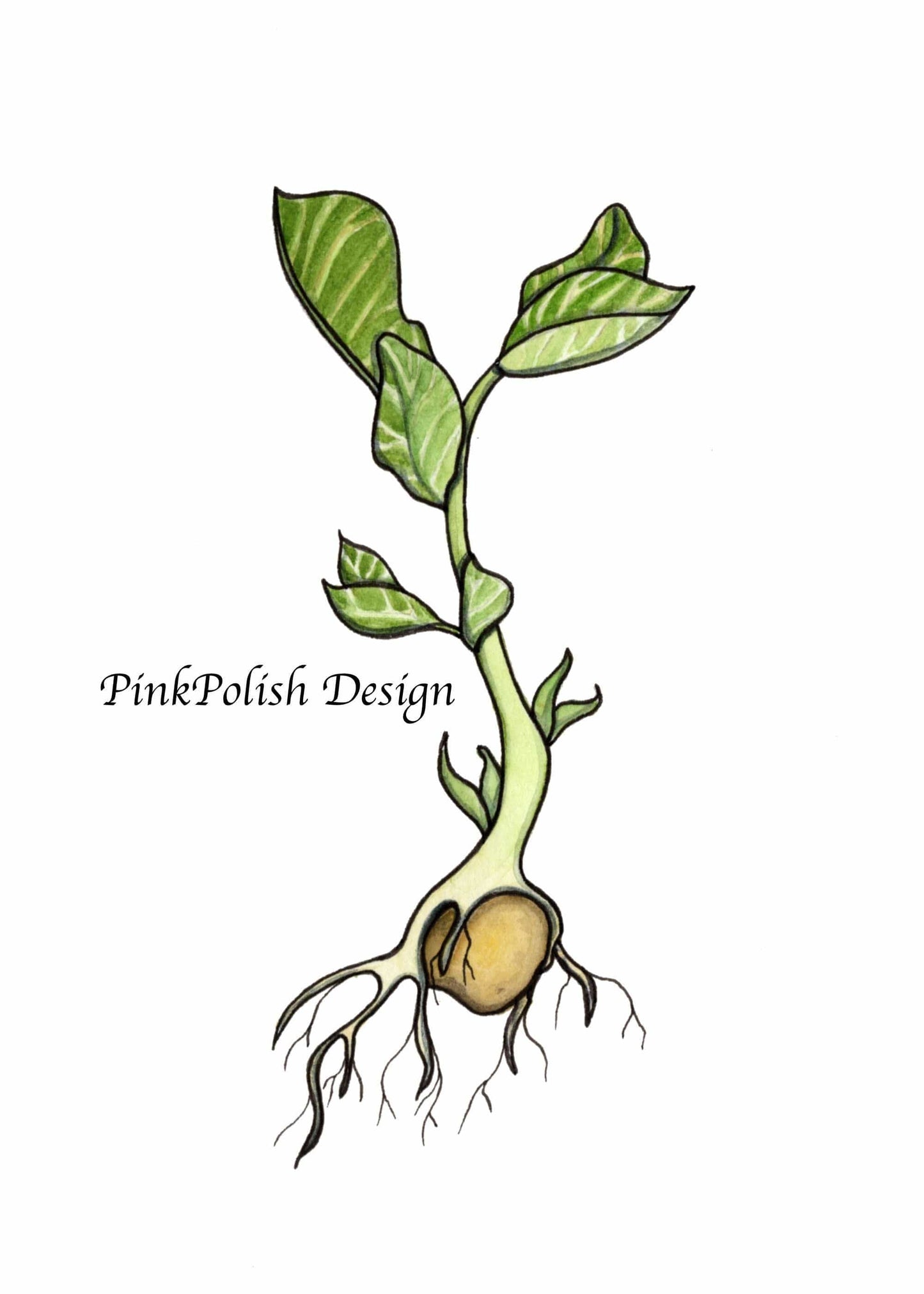 PinkPolish Design Art Prints "Garbanzo Bean Sprout" Watercolor Painting: Art Print