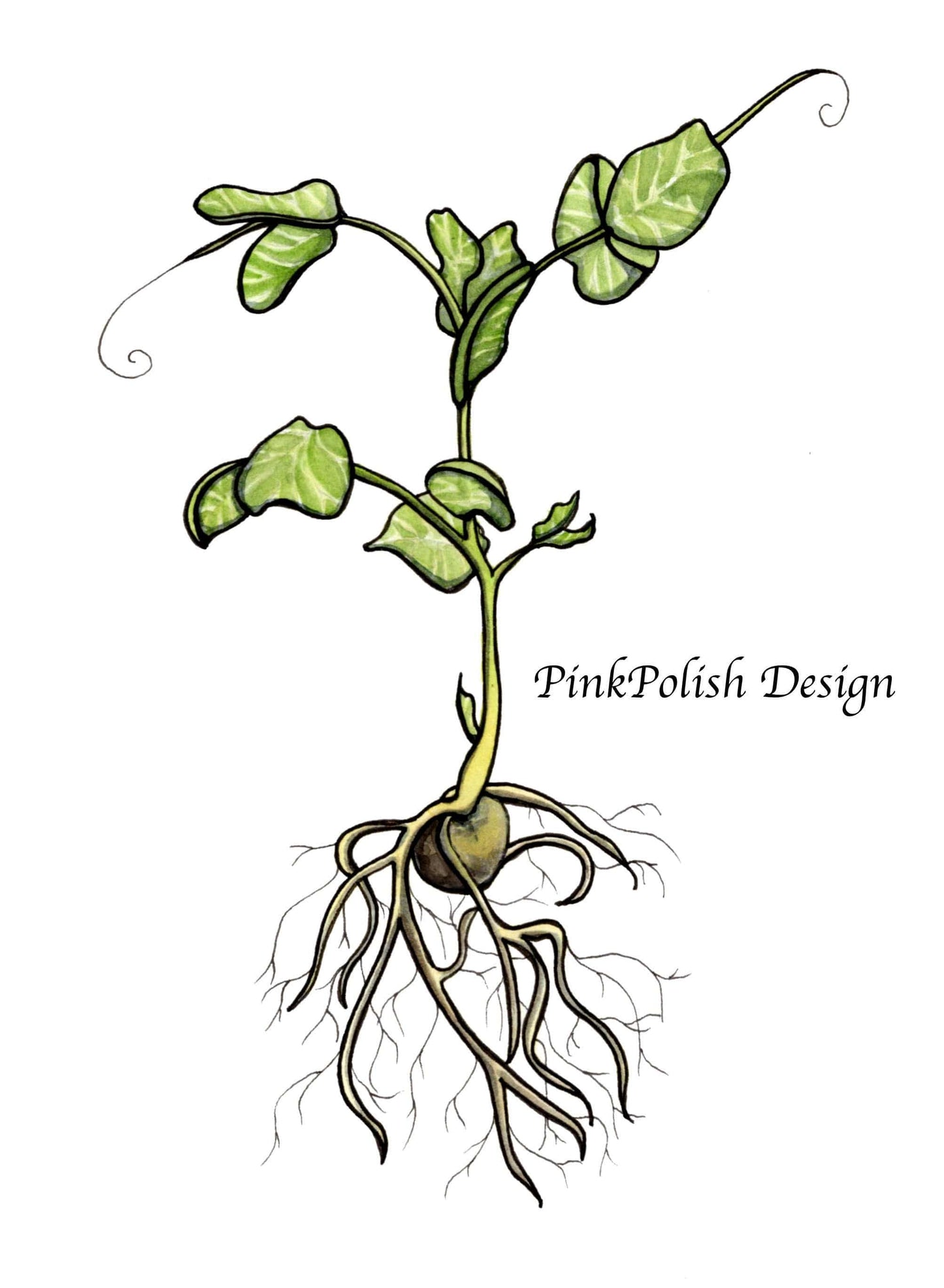 PinkPolish Design Art Prints "Pea Sprout" Watercolor Painting: Art Print
