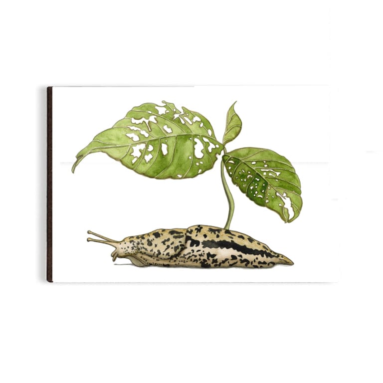 PinkPolish Design Magnets "Slug Sprout" Wood Refrigerator Magnet