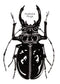 PinkPolish Design Art Prints "Beetle Jewel" Watercolor Painting: Art Print