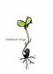 PinkPolish Design Art Prints "Black Bean Sprout" Watercolor Painting: Art Print
