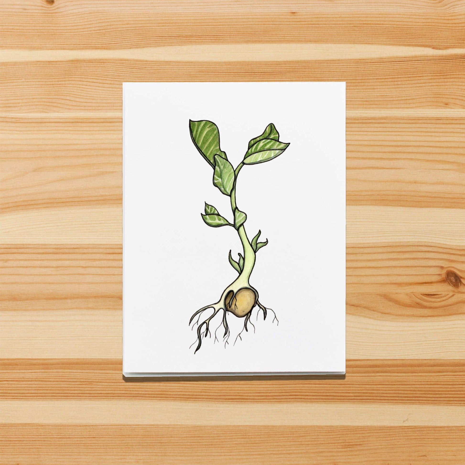 PinkPolish Design Note Cards "Garbanzo Bean Sprout" Handmade Notecard