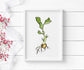 PinkPolish Design Art Prints "Garbanzo Bean Sprout"  Watercolor Painting: Art Print