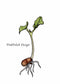 PinkPolish Design Art Prints "Kidney Bean Sprout"  Watercolor Painting: Art Print