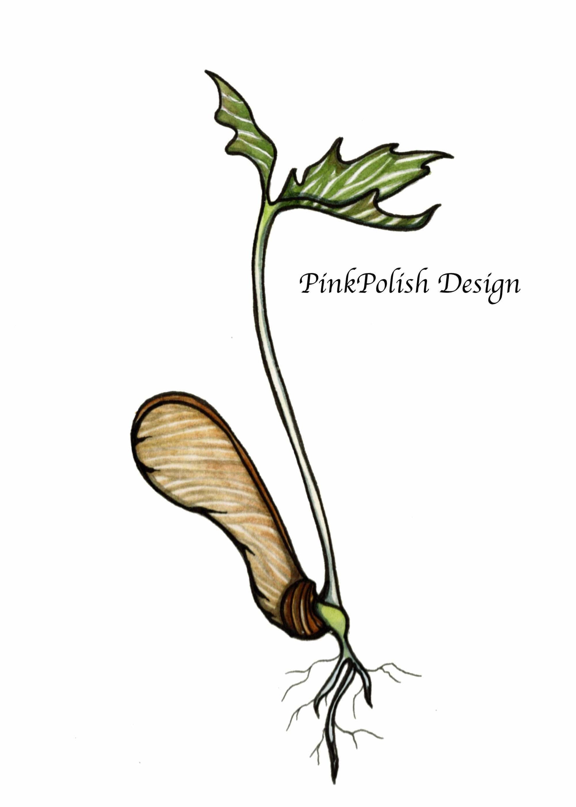 PinkPolish Design Art Prints "Maple Seed Sprout" Watercolor Painting: Art Print