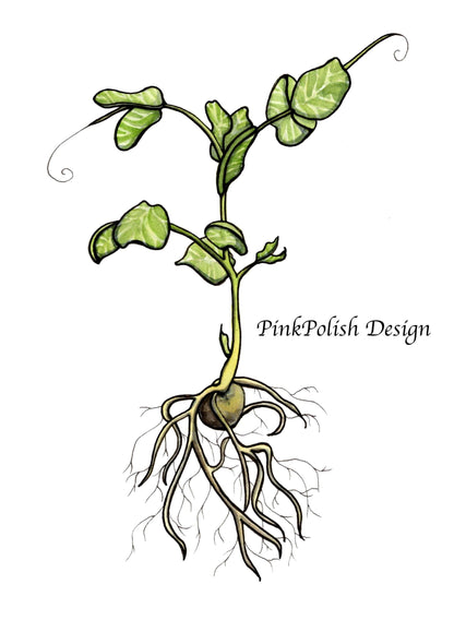 PinkPolish Design Art Prints "Pea Sprout" Watercolor Painting: Art Print